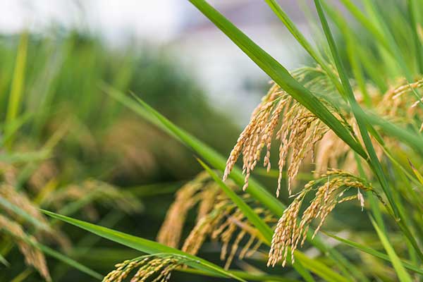農(nóng)林種植小氣候觀測(cè)自動(dòng)氣象站方案　